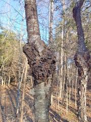 Neonectria ditissima