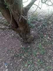 Platycladus orientalis