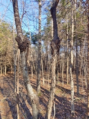 Neonectria ditissima