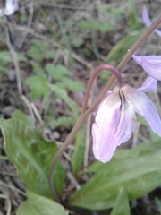 Erythronium hendersonii