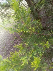 Platycladus orientalis