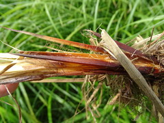 Carex buekii