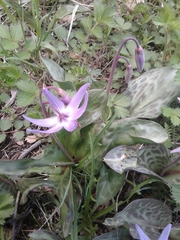 Erythronium hendersonii