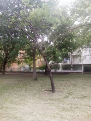 Prunus serrulata