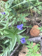 Rotheca louwalbertsii