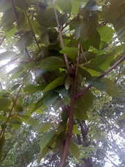 Prunus serrulata