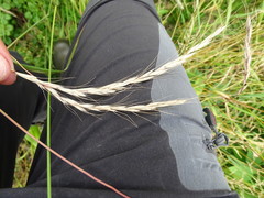 Elymus caninus