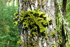 Lobaria pulmonaria