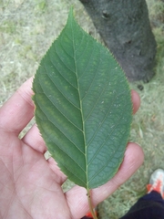 Prunus serrulata