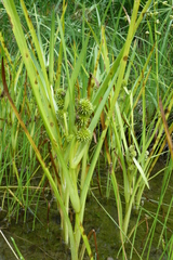 Sparganium glomeratum