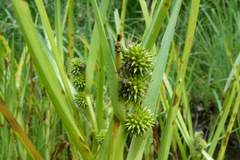 Sparganium glomeratum
