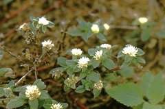 Gomphrena boliviana