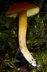 Hygrocybe elegans