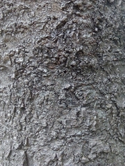 Prunus serrulata