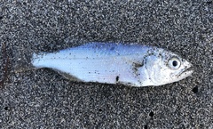Seriphus politus