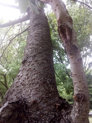 Prunus serrulata
