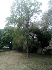 Liriodendron tulipifera