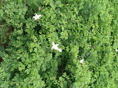 Bauhinia petersiana macrantha