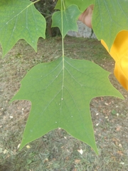 Liriodendron tulipifera