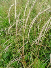 Elymus caninus