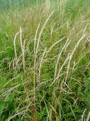 Elymus caninus