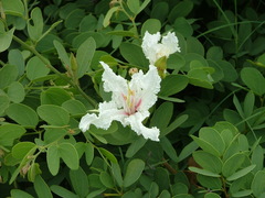 Bauhinia petersiana macrantha