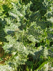 Silybum marianum