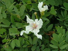 Bauhinia petersiana macrantha