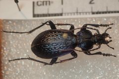 Carabus blumenthaliensis