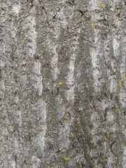 Liriodendron tulipifera