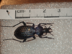 Carabus blumenthaliensis