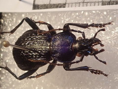 Carabus blumenthaliensis