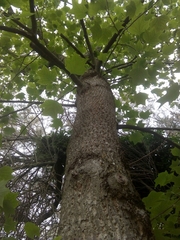 Liriodendron tulipifera
