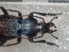 Carabus blumenthaliensis