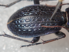 Carabus blumenthaliensis