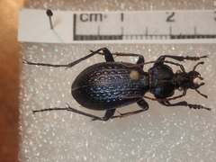 Carabus blumenthaliensis