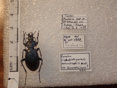 Carabus blumenthaliensis