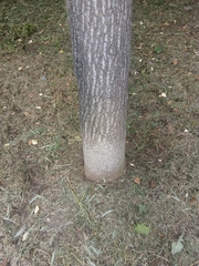 Liriodendron tulipifera