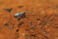 Lepidocyrtus lignorum