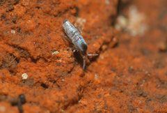 Lepidocyrtus lignorum