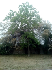 Liriodendron tulipifera