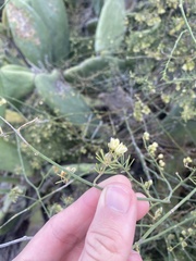 Asparagus umbellatus subsp. umbellatus image