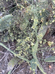 Asparagus umbellatus subsp. umbellatus image