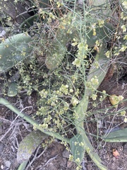 Asparagus umbellatus image