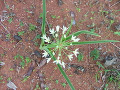 Albuca seineri