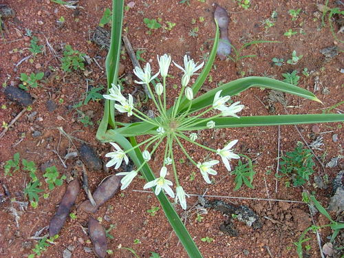 Albuca seineri