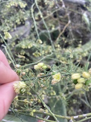 Asparagus umbellatus subsp. umbellatus image