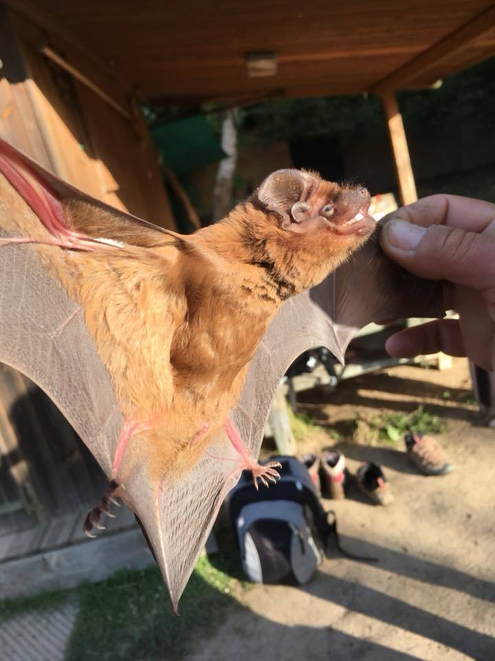 Giant Noctule