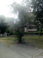 Tamarix gallica
