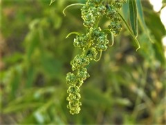 Chenopodium pratericola
